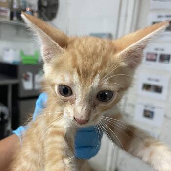 stormy -  Domestic Short Hair Cat for Adoption in Edinburg, Texas - Stormy | PetCurious