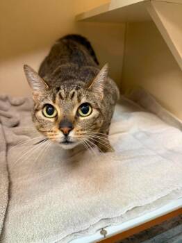 Nala / Salem -  Domestic Short Hair Cat Available for Adoption in Sebastian, Florida - Nala / Salem | PetCurious