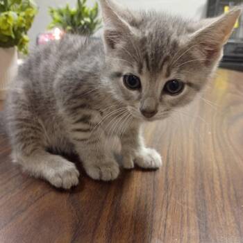 Sticky -  Domestic Short Hair Cat Available for Adoption in Clanton, Alabama - Sticky | PetCurious