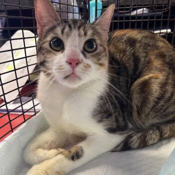 Canela -  Domestic Short Hair Cat for Adoption in San Gabriel, California - Canela | PetCurious