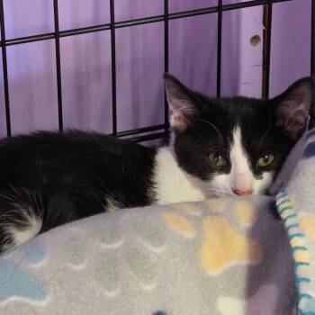 HSIM-Stray-81365_2_3 -  Domestic Short Hair Cat for Adoption in Redwood Valley, California - HSIM-Stray-81365_2_3 | PetCurious