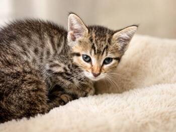 Jwoww -  Domestic Short Hair Cat for Adoption in Lafayette, Louisiana - Jwoww | PetCurious