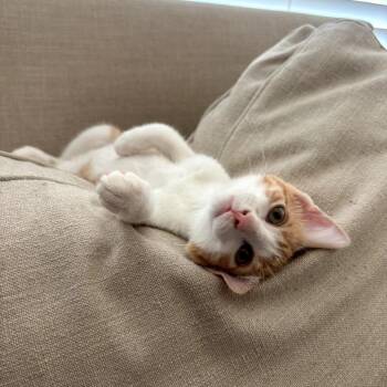 Bowser -  Domestic Short Hair Cat for Adoption in Fort Worth, Texas - Bowser | PetCurious