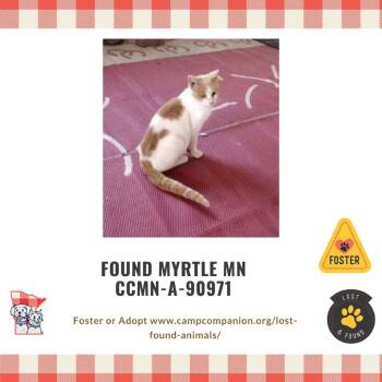 Rescue Domestic Short Hair Cats for Adoption in Rochester, Minnesota - Marvin | PetCurious