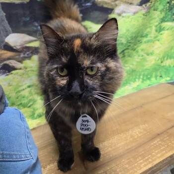 Prima -  Domestic Long Hair Cat for Adoption in Normal, Illinois - Prima | PetCurious