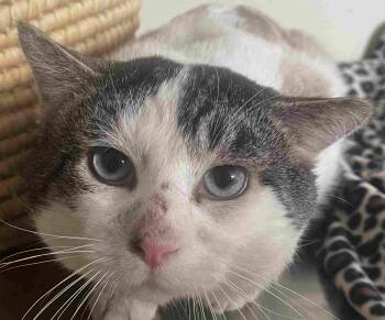 Siamese and Domestic Short Hair Cats Available for Adoption - Eugene | PetCurious