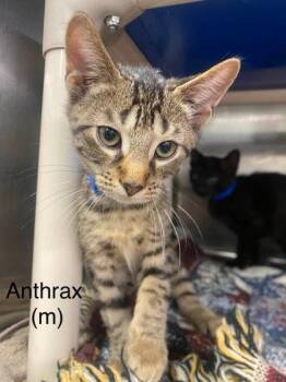 Anthrax -  Domestic Short Hair Cat for Adoption in Hobart, Indiana - Anthrax | PetCurious