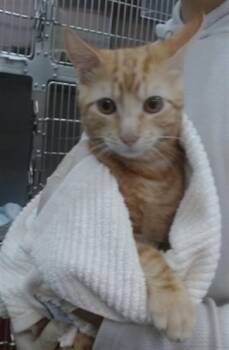 MARCO -  Domestic Short Hair Cat for Adoption in Salinas, California - MARCO | PetCurious