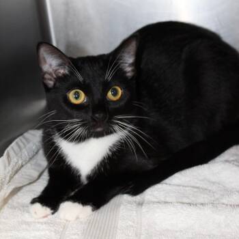 Activia -  Domestic Short Hair Cat for Adoption in Auburn, Alabama - Activia | PetCurious