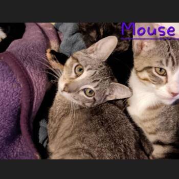 Rescue Domestic Short Hair Cats for Adoption in Menasha, Wisconsin - Mouse | PetCurious