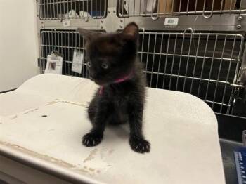 RHIANNON -  Domestic Short Hair Cat for Adoption in Antioch, California - RHIANNON | PetCurious
