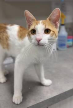 Target -  Domestic Short Hair Cat for Adoption in Bemidji, Minnesota - Target | PetCurious
