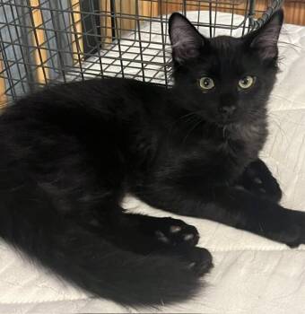 Quicksilver -  Domestic Medium Hair Cat for Adoption in Fort Collins, Colorado - Quicksilver | PetCurious