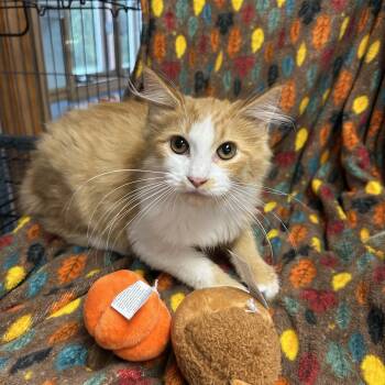 Candy Corn -  Domestic Medium Hair Cat for Adoption - Candy Corn | PetCurious