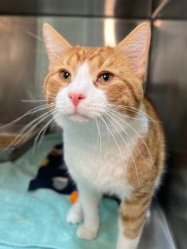 Rescue Domestic Short Hair Cats for Adoption in Menomonie, Wisconsin - Pillsbury | PetCurious