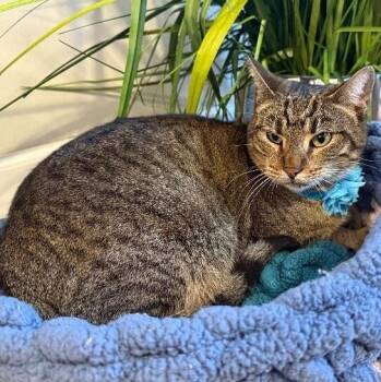 Buttercup Alvin -  Tabby and Domestic Short Hair Cat for Adoption in Friendswood, Texas - Buttercup Alvin | PetCurious