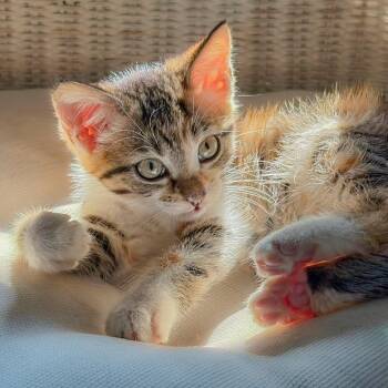Elena -  Domestic Short Hair Cat for Adoption in Chapel Hill, North Carolina - Elena | PetCurious