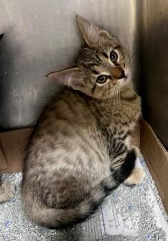 Rainbow Dash -  Domestic Short Hair Cat for Adoption in Cincinnati, Ohio - Rainbow Dash | PetCurious