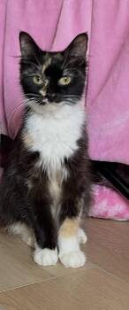 Harmony -  Calico and Domestic Long Hair Cat for Adoption in Plumerville, Arkansas - Harmony | PetCurious