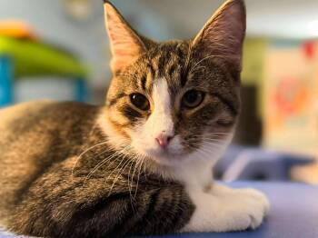 Rescue Domestic Short Hair Cats for Adoption in Sioux Falls, South Dakota - Thomas | PetCurious