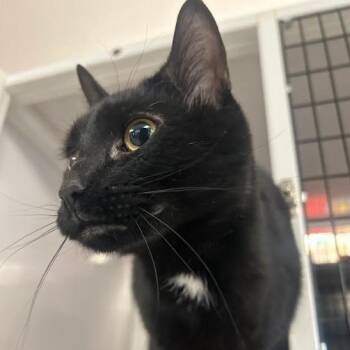 Domestic Short Hair Cats Available for Adoption in New York, New York - Benadryl | PetCurious