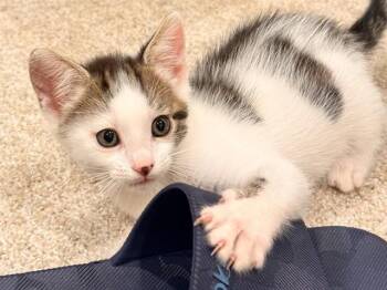 Domestic Short Hair Cats Available for Adoption in Palo Alto, California - BISCUIT | PetCurious