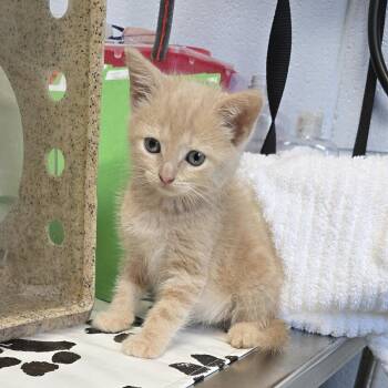 James -  Domestic Short Hair Cat for Adoption in Mebane, North Carolina - James | PetCurious