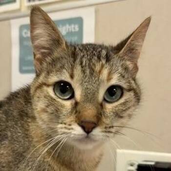 Sprite Corn -  Domestic Short Hair Cat for Adoption in Chicago, Illinois - Sprite Corn | PetCurious