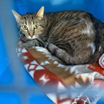 Cookie -  Domestic Short Hair Cat for Adoption in Goshen, Indiana - Cookie | PetCurious