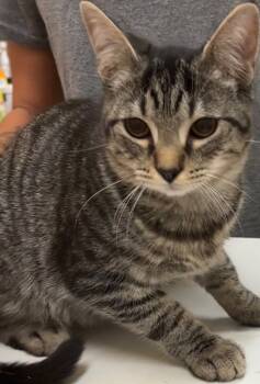 Rescue Domestic Short Hair Cats for Adoption in Elizabethton, Tennessee - CALVIN | PetCurious