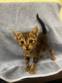 Minto -  Domestic Short Hair Cat for Adoption in Rockport, Texas - Minto | PetCurious