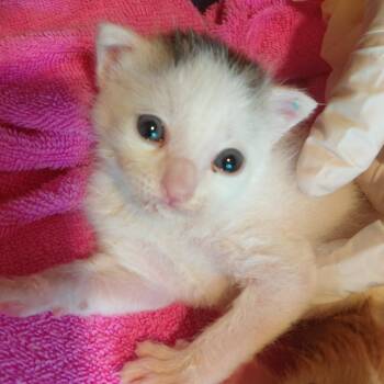 Sky -  Domestic Short Hair Cat Available for Adoption in Bentonville, Arkansas - Sky | PetCurious