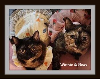 Rescue Domestic Short Hair Cats for Adoption in Winston-salem, North Carolina - “Tortie Twosome With A Cuddle Agenda—Winnie And Newt Are Lap-tes | PetCurious