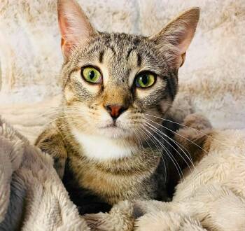 Domestic Short Hair Cats Available for Adoption in Muskego, Wisconsin - Cherish | PetCurious