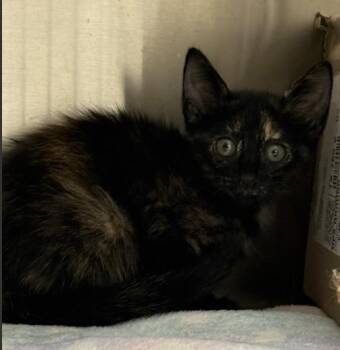SERRANO -  Domestic Short Hair Cat for Adoption in Killeen, Texas - SERRANO | PetCurious