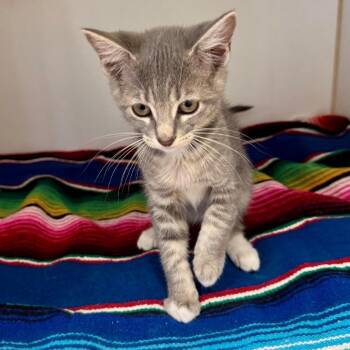 Pringle -  Domestic Short Hair Cat for Adoption in Hawthorne, California - Pringle | PetCurious