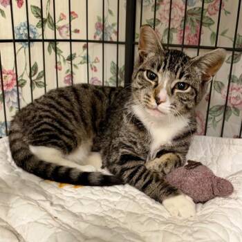 Izzy -  Domestic Short Hair Cat for Adoption in Novato, California - Izzy | PetCurious