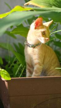 Goblin -  Domestic Short Hair Cat for Adoption in St. Augustine, Florida - Goblin | PetCurious