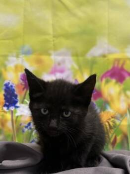 Domestic Short Hair Cats Available for Adoption in San Antonio, Texas - Jay-Quellin | PetCurious