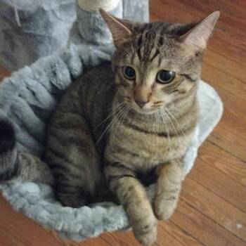Cosmopolitan -  Domestic Short Hair Cat for Adoption in Lynchburg, Virginia - Cosmopolitan | PetCurious
