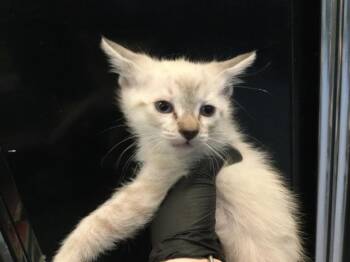 A1919365 -  Domestic Short Hair Cat for Adoption in Thousand Palms, California - A1919365 | PetCurious
