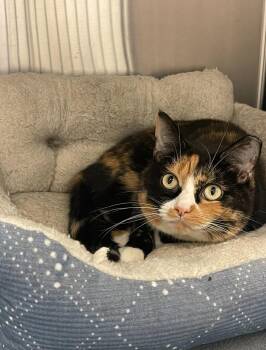 Rescue Calico Cats for Adoption in Indiana, Pennsylvania - Ivy | PetCurious