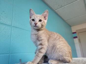 Rescue Domestic Short Hair Cats for Adoption in Chilton, Wisconsin - Reef | PetCurious