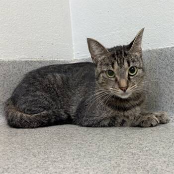 Rescue Domestic Short Hair Cats for Adoption in Rancho Cucamonga, California - SPARROW | PetCurious