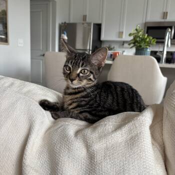 Viscount -  Domestic Short Hair Cat for Adoption in Columbus, Ohio - Viscount | PetCurious