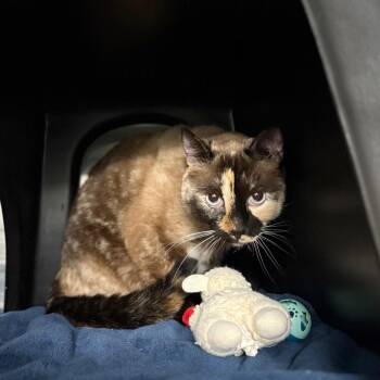 Indie -  Domestic Short Hair Cat for Adoption in Spokane, Washington - Indie | PetCurious