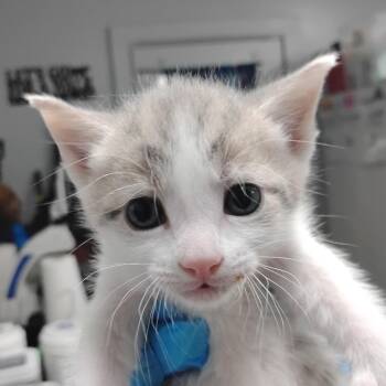 Domestic Short Hair Cats Available for Adoption in Summerville, South Carolina - Chop | PetCurious