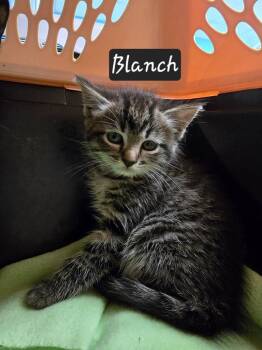 Domestic Short Hair Cats Available for Adoption in Maumelle, Arkansas - Blanch | PetCurious