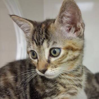 Naomi (blue collar) -  Domestic Short Hair Cat for Adoption in Redwood City, California - Naomi (blue Collar) | PetCurious