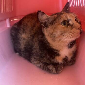 Moon -  Domestic Short Hair Cat for Adoption in Burlington, Ontario - Moon | PetCurious